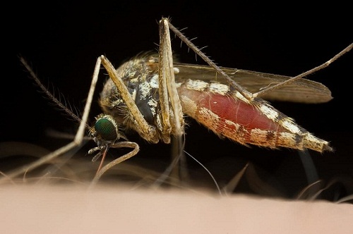 FotoVýzva - 4. kolo Říše zvířat: vyhodnocení