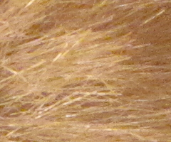 Canon PowerShot SX1 IS vs. SX10 IS: souboj CMOS a CCD