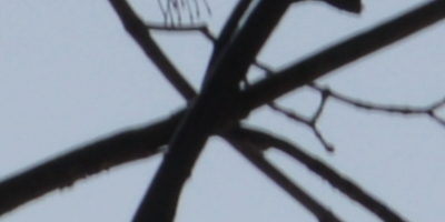 Nikon AF-S NIKKOR DX 55-300mm 1:4.5-5.6G ED VR