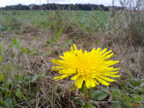 Nokia N86 8MP: s objektivem od profíka