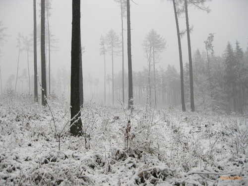 Canon PowerShot A1000 IS: ve stínu předchůdce