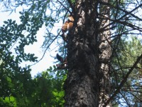 Canon PowerShot A540: Stříbrný šikula