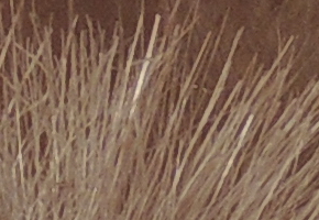 Nikon Coolpix P510: lovec rekordů