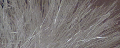 Nokia 808 PureView: mobilní zrcadlovkobijec