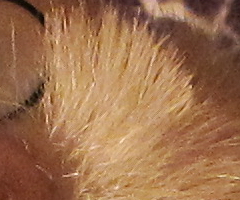 Canon PowerShot S90: malý zázrak