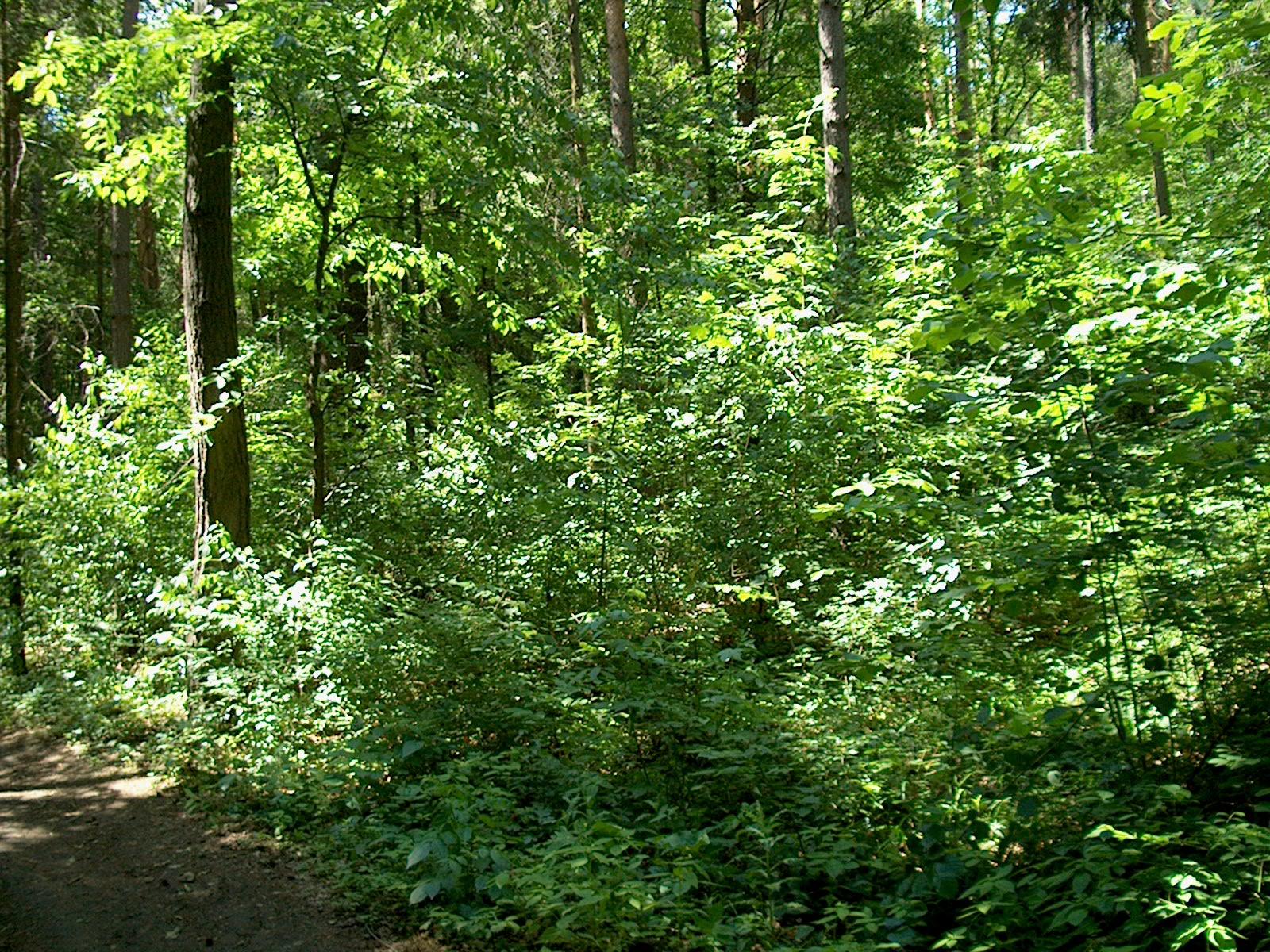 HP Photosmart C618: Jak mete staré koště?