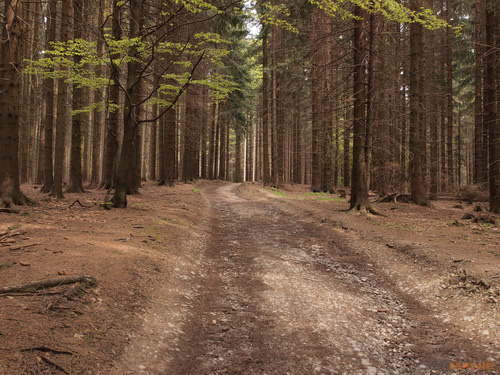 Olympus M.Zuiko Digital 9-18 mm F4-5,6