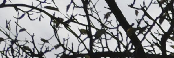 Panasonic Leica DG Vario-Elmarit 12-35mm / F2.8 ASPH. / Power O.I.S