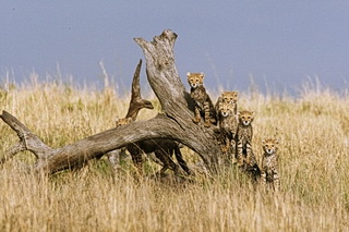 Nik Color Efex Pro 4: oblíbené filtry počtvrté