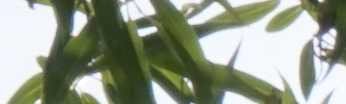 Sony E 55-210mm F4.5-6.3 OSS (SEL55210)