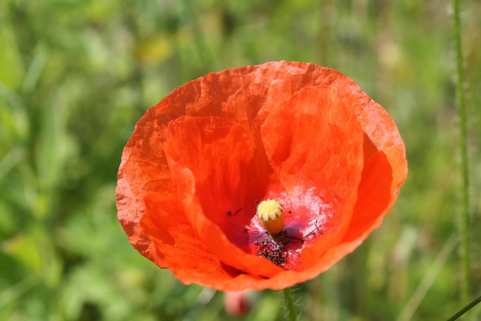 Canon EOS 1000D: solidní základ