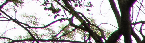 Canon RF 24-105mm f/4 L IS USM