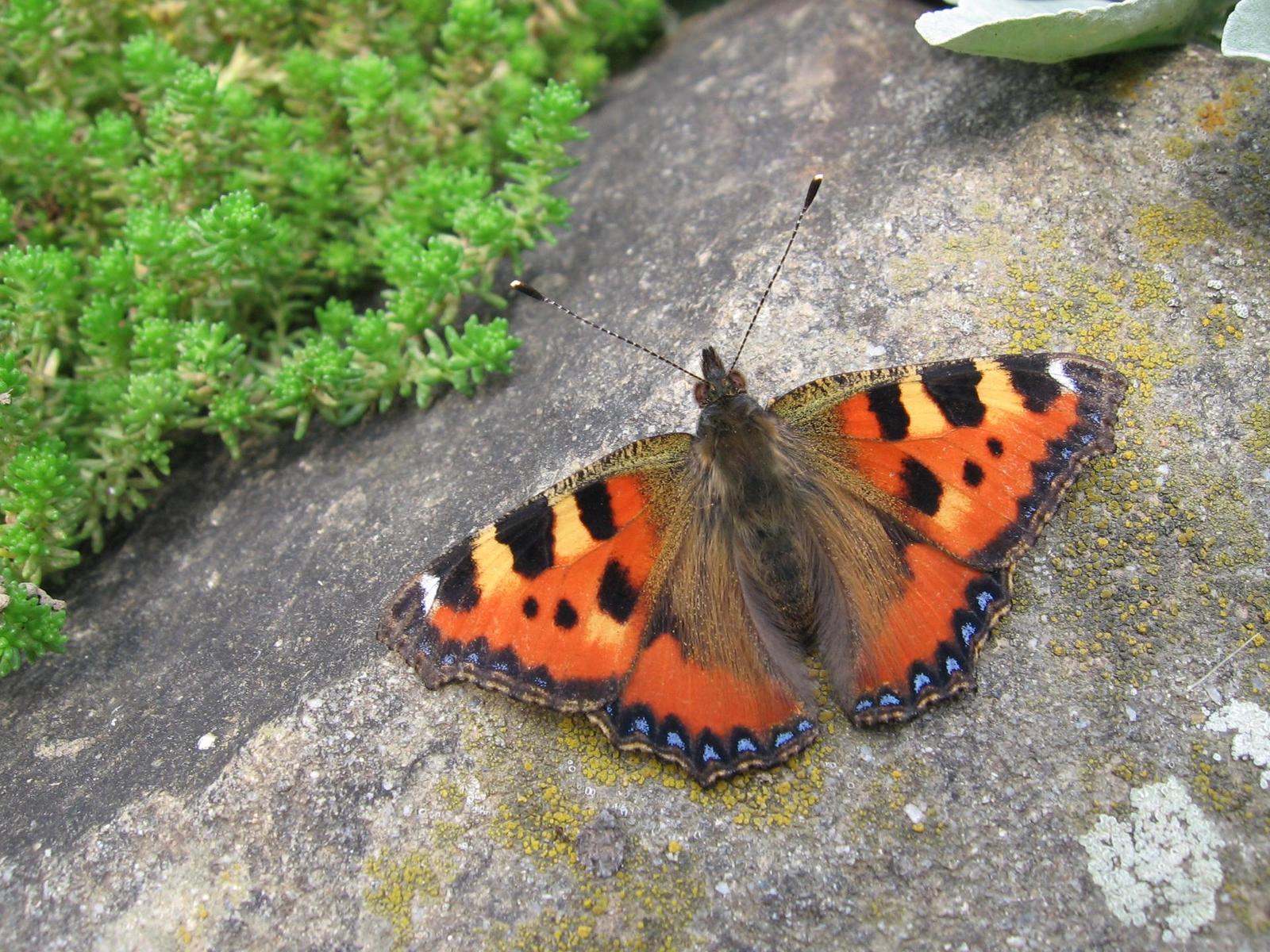 Tipy a Triky nejen pro začátečníky, díl 4. - Fotíme motýla