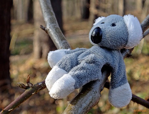 Fotíme s Koalou: Ostření