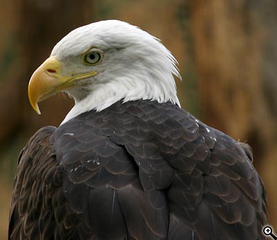 Tipy a Triky nejen pro začátečníky, díl 9. - Fotografujeme v ZOO