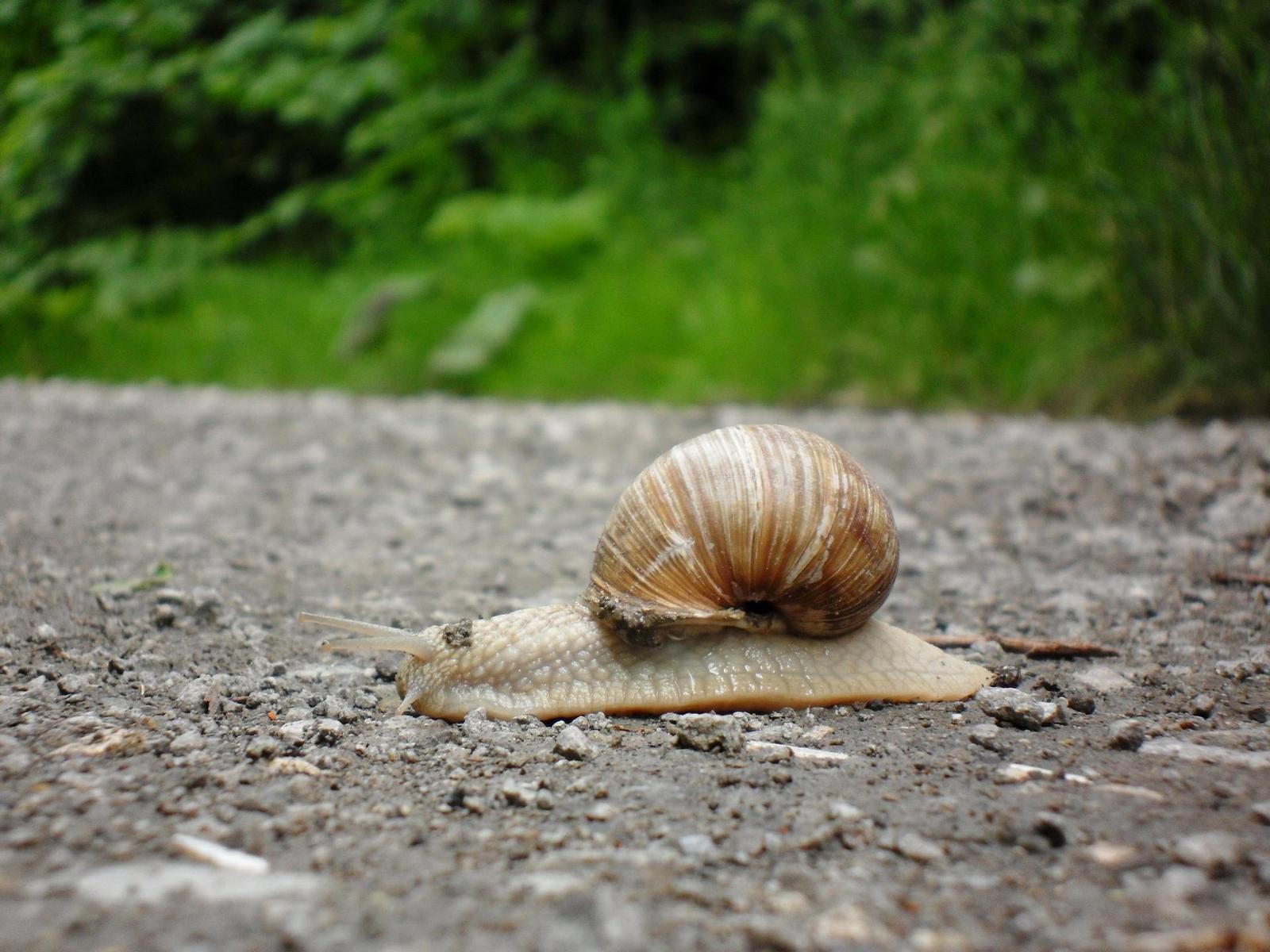 Samsung WB1000: fotoaparát s přístrojovkou