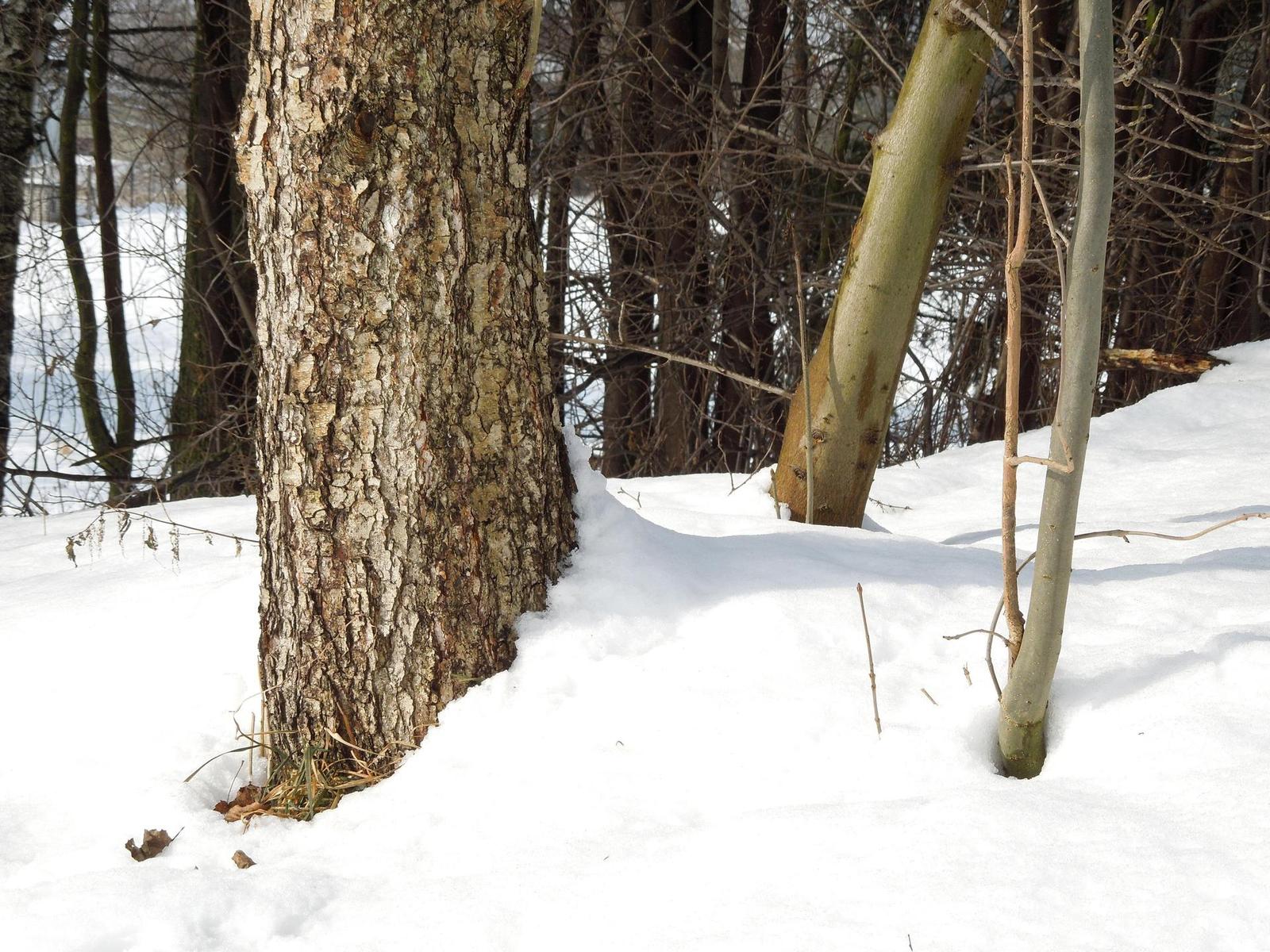 Nikon Coolpix S8200: kapesní mikroskop