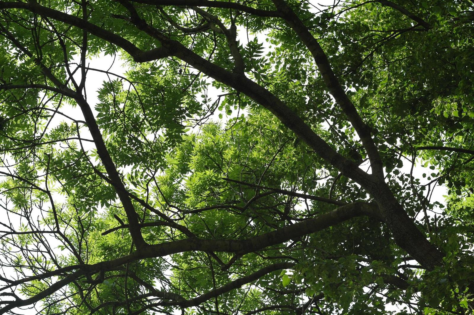 Carl Zeiss Jena DDR Pancolar 1,8/50mm MC electric (M42)