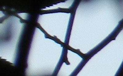 Nikon Coolpix P500: univerzální dalekohled