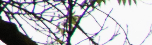 Canon RF 24-105mm f/4 L IS USM