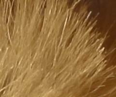 Sony Cyber-shot HX5: pan téměř dokonalý