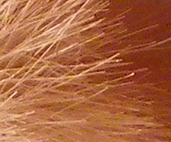 Pentax X70: neobyčejně univerzální kliďas