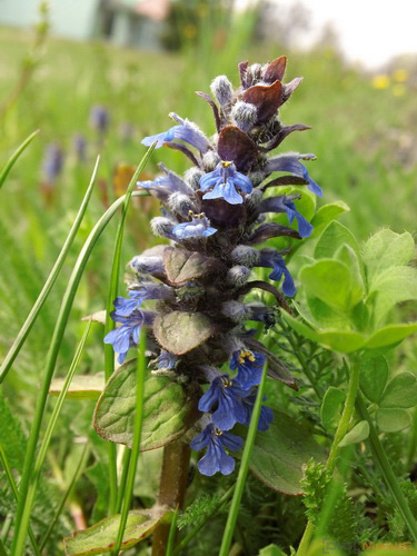 Sony Bloggie Touch: videokamera fotoaparátem?