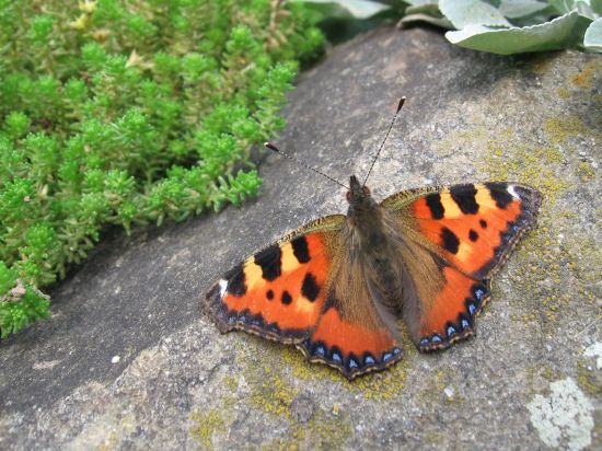 Tipy a Triky nejen pro začátečníky, díl 4. - Fotíme motýla
