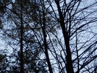 Olympus Camedia C-470 Zoom: Americký D-590