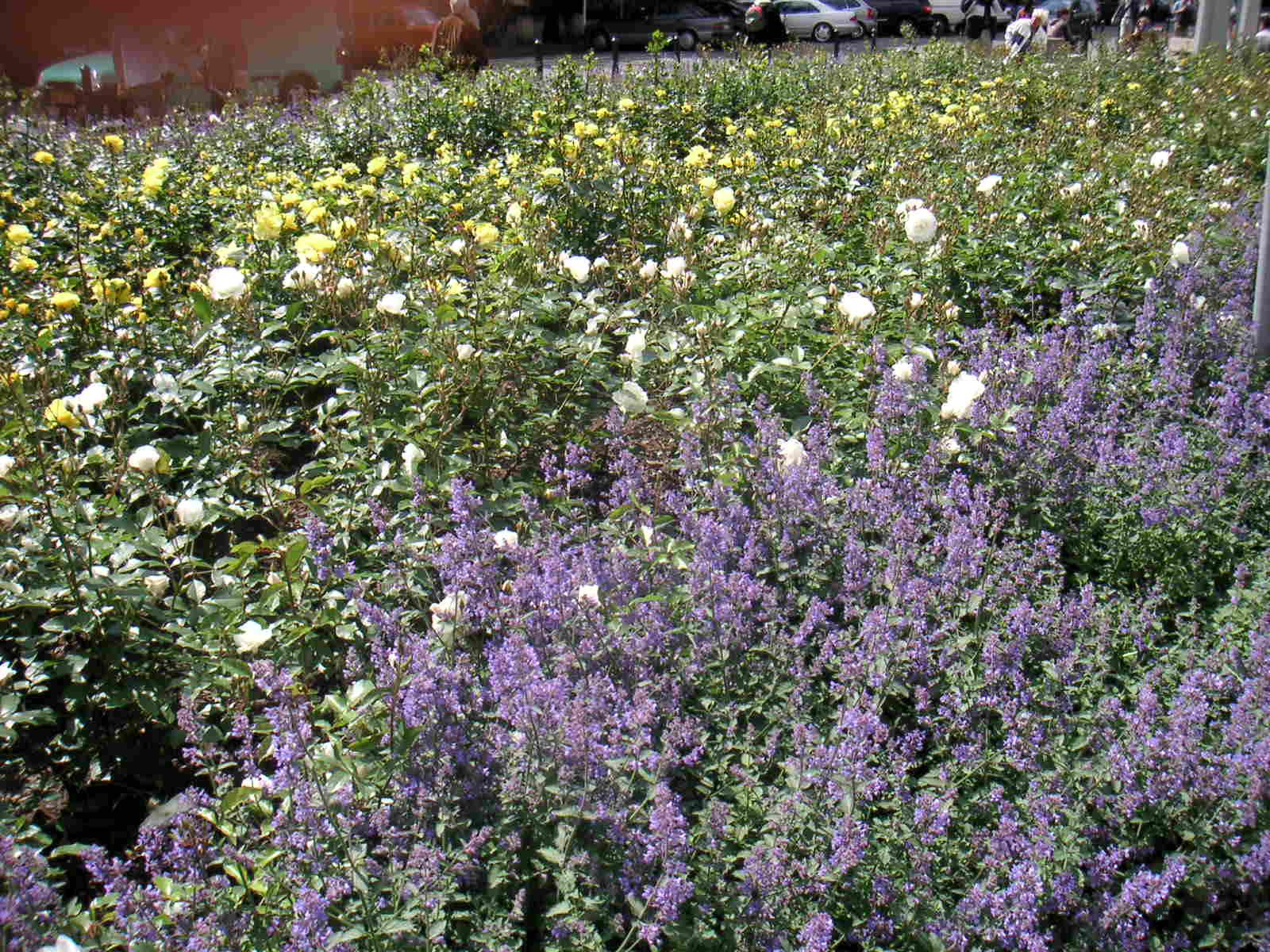 DiMAGE Xg: Tři megapixely v kapse