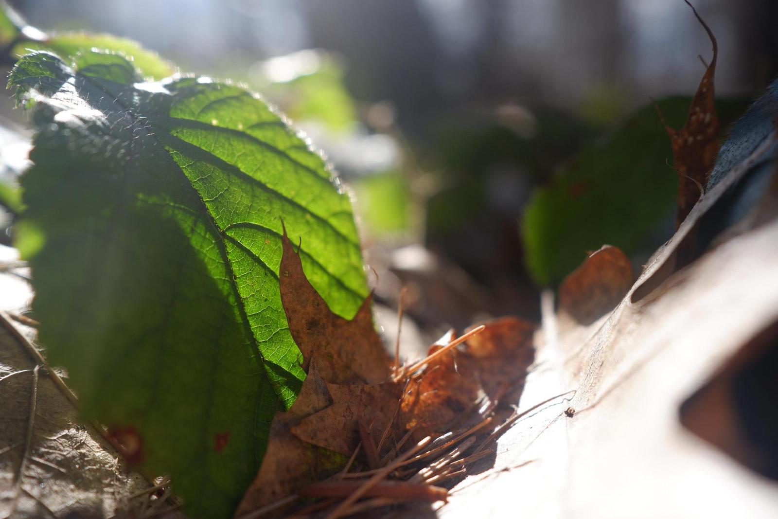 Fujinon XF 23mm F2 R WR