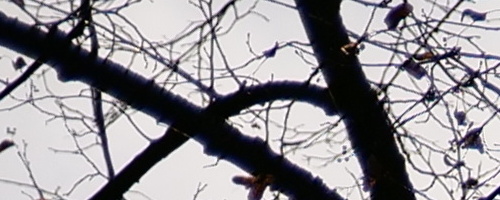 Panasonic Leica DG Vario-Summilux 25-50mm F1.7 ASPH.