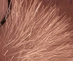 Sigma DP2: otestovali jsme Foveon!