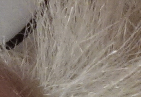 Sony Cyber-shot RX100: terminátor zrcadlovek