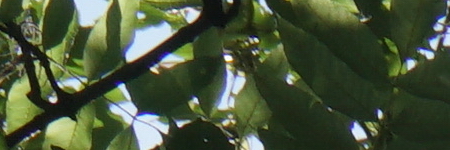 Sony Carl Zeiss Vario-Tessar T* 16-70mm F4 OSS (SEL1670Z)