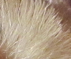 Canon PowerShot SX210 IS: s překvapivou zbraní