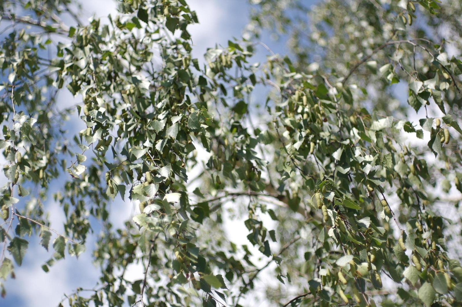 Minolta MD Rokkor 45mm F2.0 (MD)