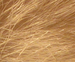 Canon PowerShot A1000 IS: ve stínu předchůdce