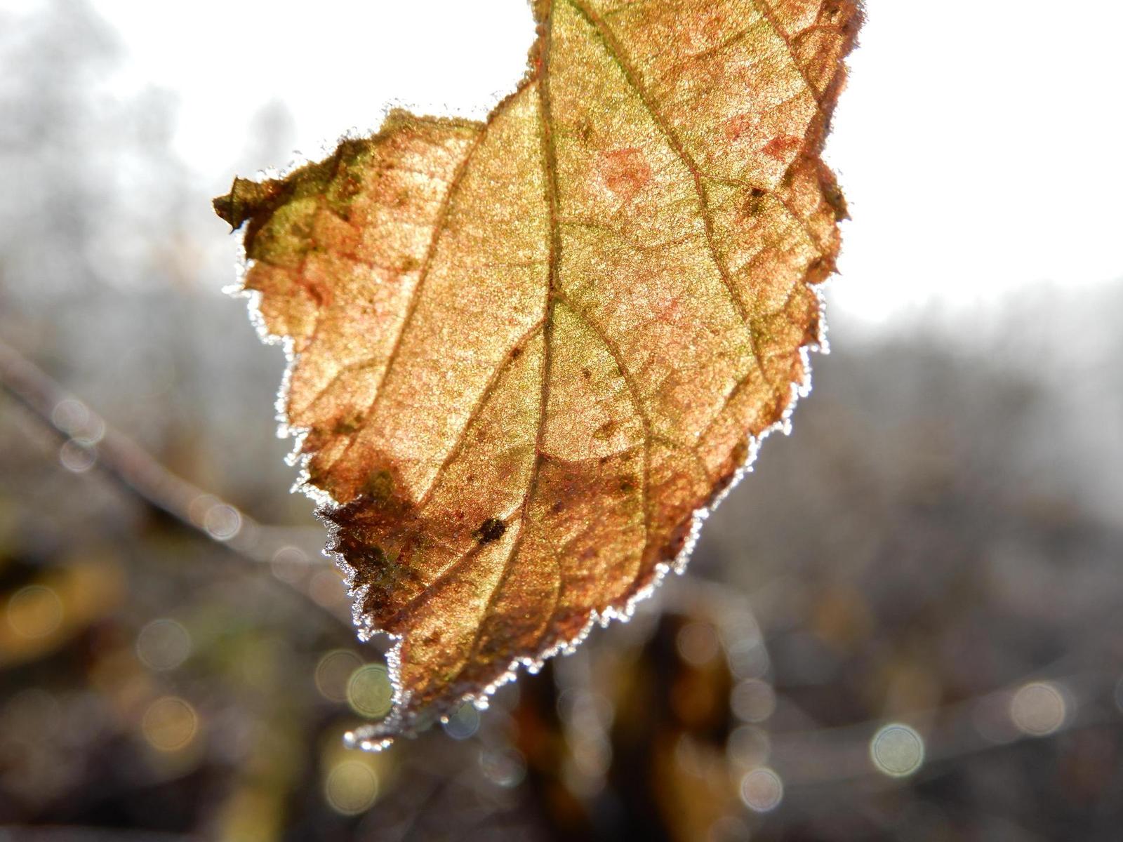 Nikon Coolpix A900: 4K do kapsy