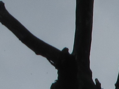 Canon PowerShot S90: malý zázrak