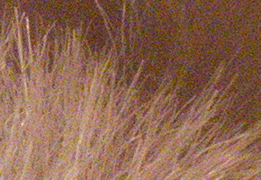 Panasonic Lumix FZ200: ultrazoomové překvapení roku