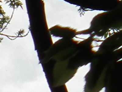 Fujifilm FinePix HS10: ultrazoom roku?