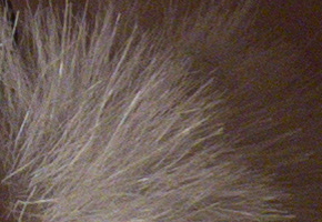 Canon PowerShot SX50 HS: překvapivá kombinace