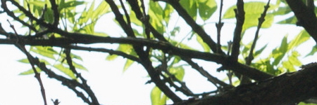 Carl Zeiss Jena DDR Pancolar 1,8/50mm MC electric (M42)