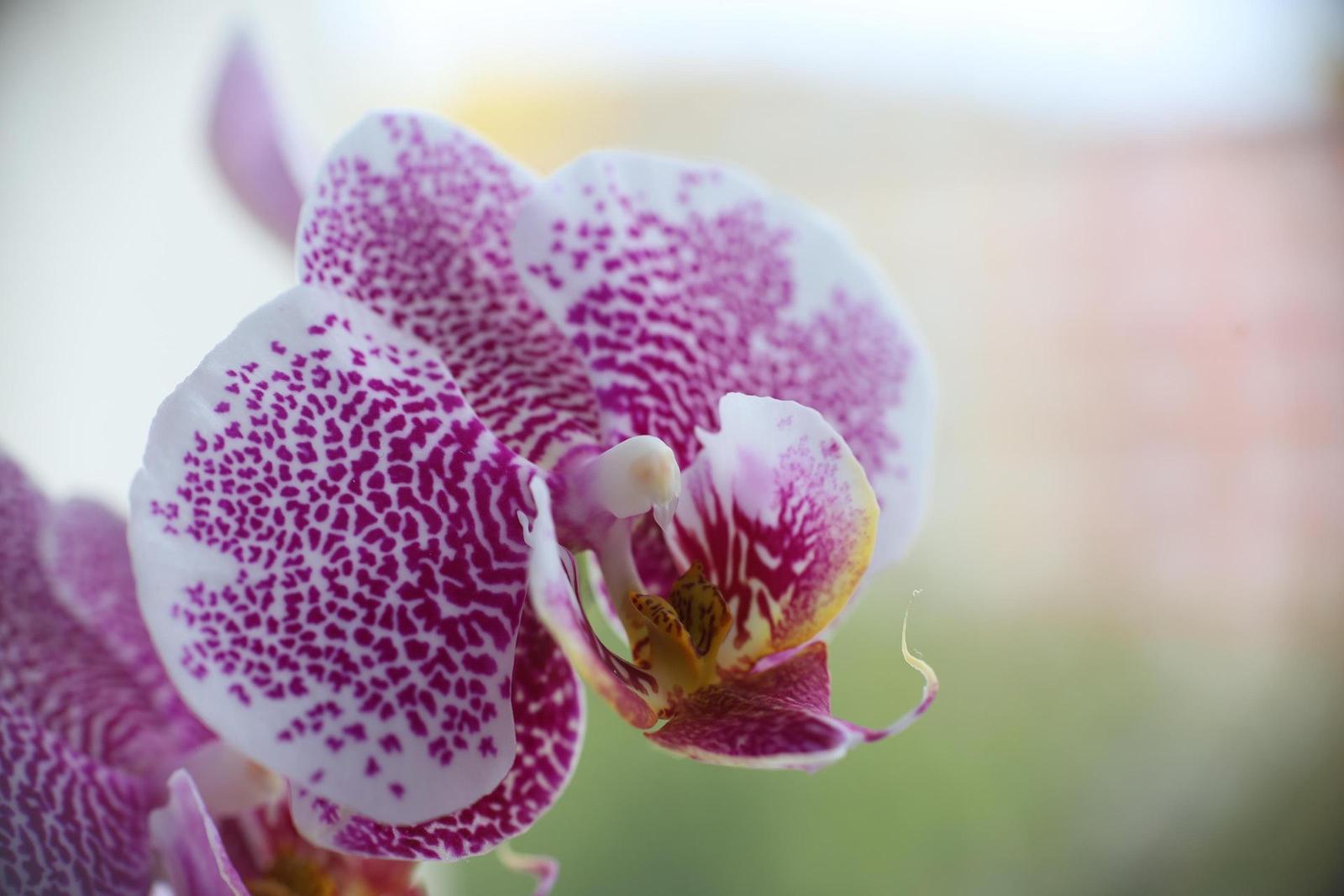 Canon EF 50mm f/1.4 USM