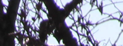 Megatest ultrazoomových objektivů