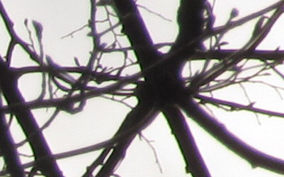 Canon PowerShot SX130 IS: levný všeuměl