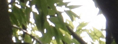 Tamron 16-300mm f/3.5-6.3 Di II VC PZD Macro