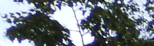 Nikon Coolpix B700: přírodovědec