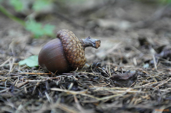 Samsung NX20: za více peněz více muziky